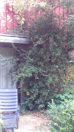 Tuin gesnoeid Epe